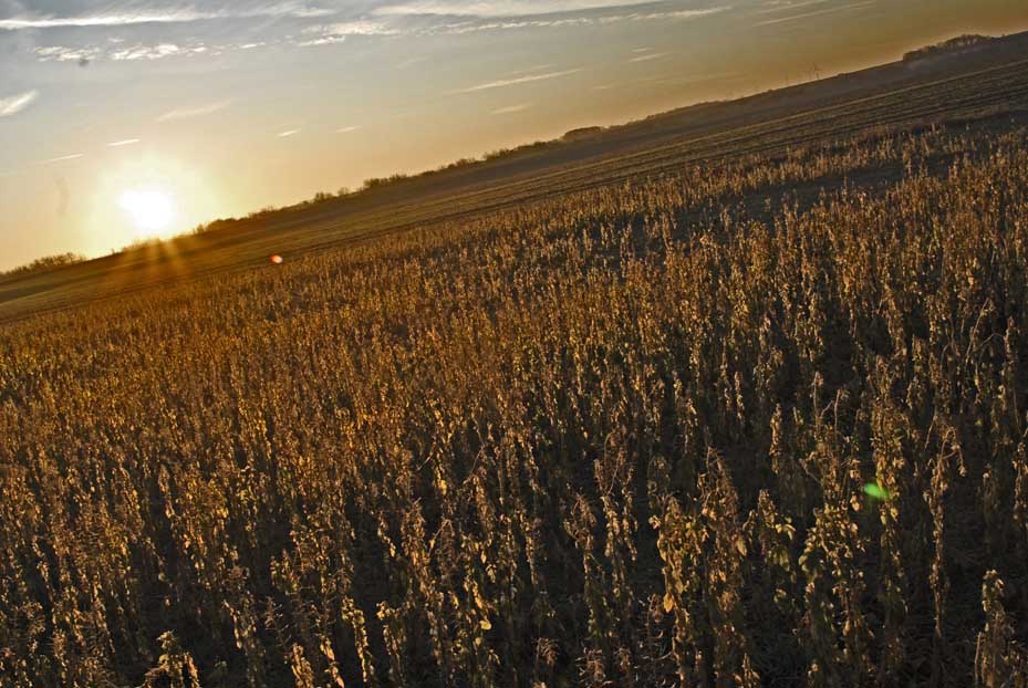 Qu'est-ce que l'hypnose ?